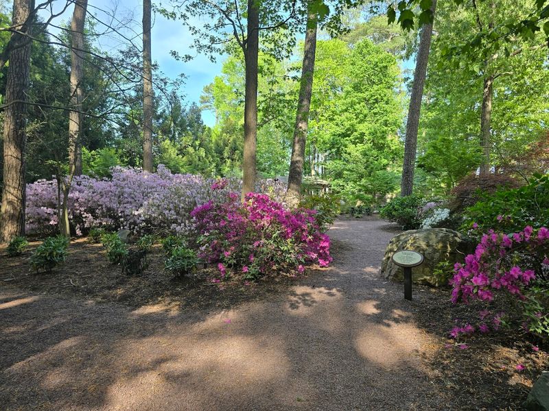 The Seasonal Azalea Blooms That Give Spring a Serious Run for Its Color