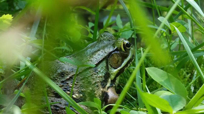 Wildlife Watching That Rewards Patience