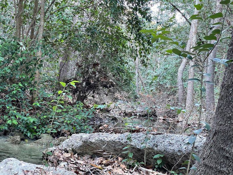 The Flora and Wildlife That Make It Feel Wild