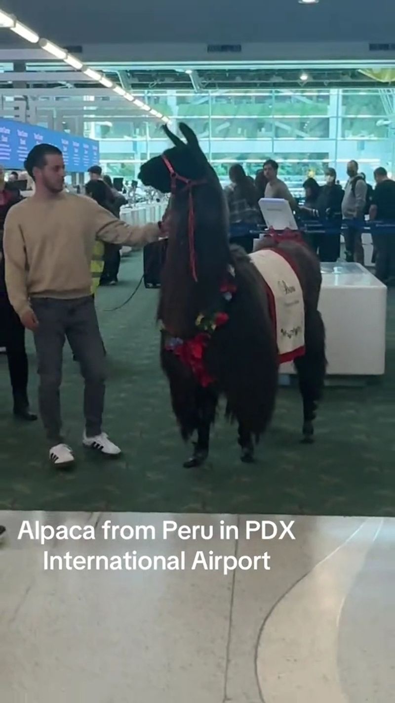 Max the Therapy Alpaca: PDX's Fluffiest Ambassador