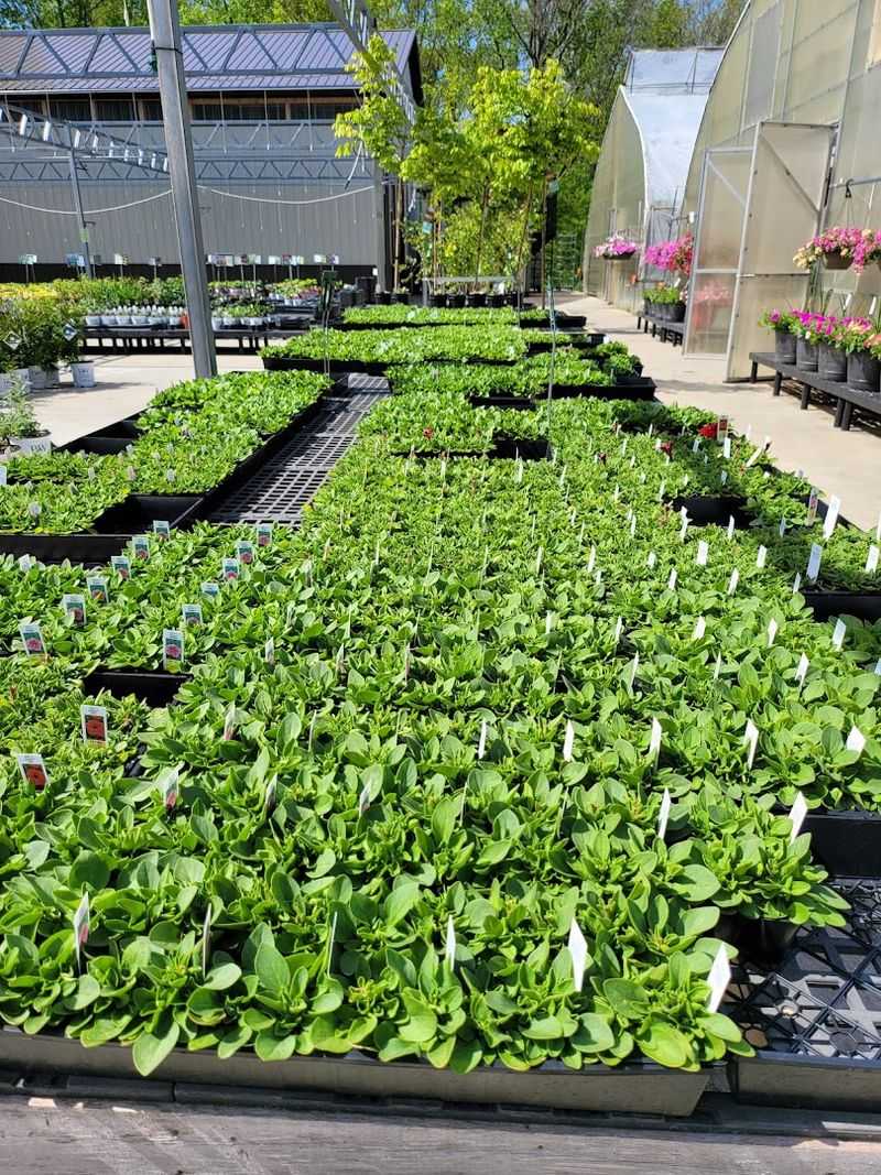 An Amish Family Operation With Genuine Heart Behind Every Plant