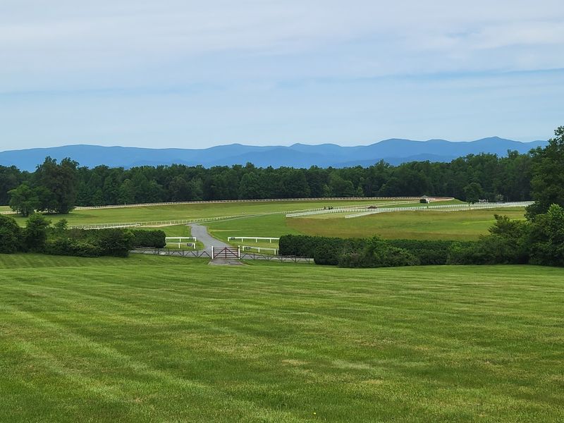 Why This Forest Survived When Others Didn't