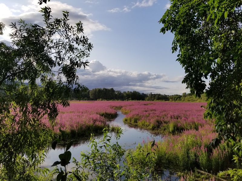 Oaks Bottom Wildlife Refuge, Portland, Oregon