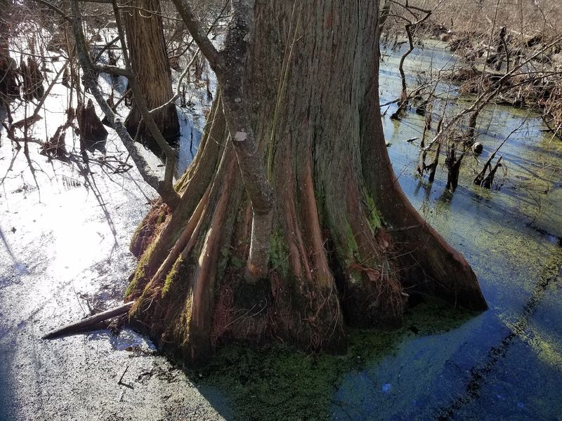 Ancient Bald Cypress Trees That Belong in a Different Era