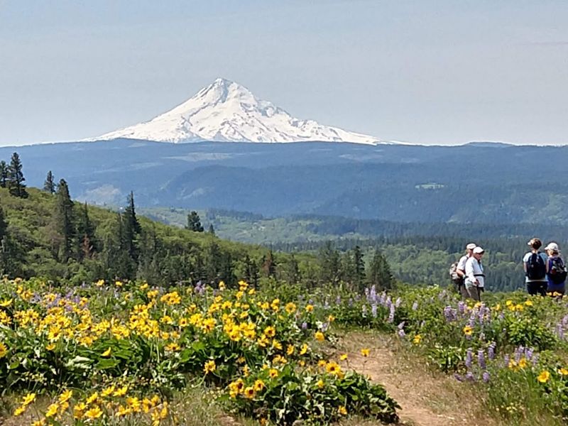 Wildflowers You Will Actually See Up Close
