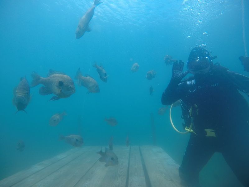 Freshwater Fish That Actually Approach You