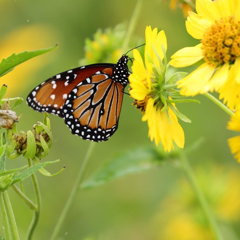 Native Gardens Bring the Beauty Right to the Entrance