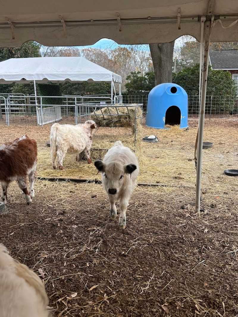 The Daytime Farm Experience You Cannot Skip