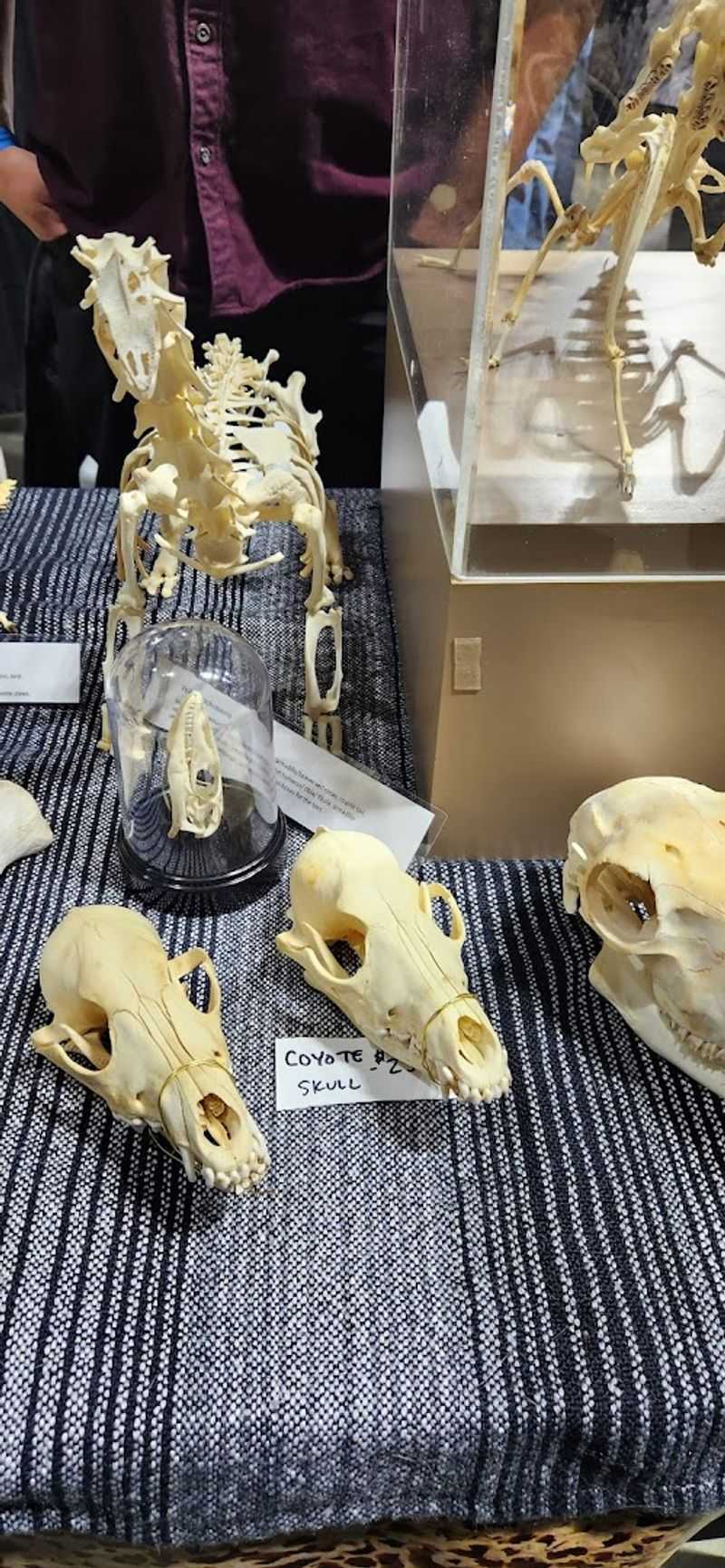 Weird, Wild, and Wonderful Curiosities You Cannot Stop Staring At