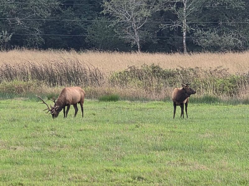 Why Dean Creek Deserves a Spot on Every Oregon Coast Itinerary