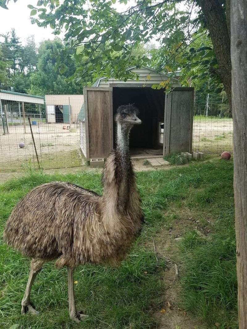 Supporting Conservation While Exploring Nearby Albion Attractions