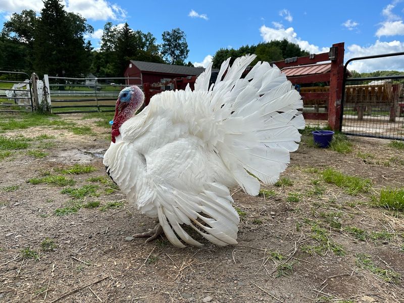 Flocktoberfest and the Joy of Celebrating Animals