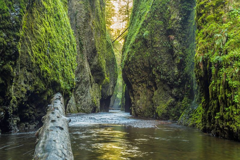Oneonta Gorge And Oneonta Trail Area 