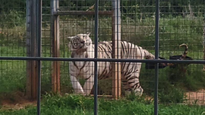 Tigers Up Close in a Way Zoos Never Allow