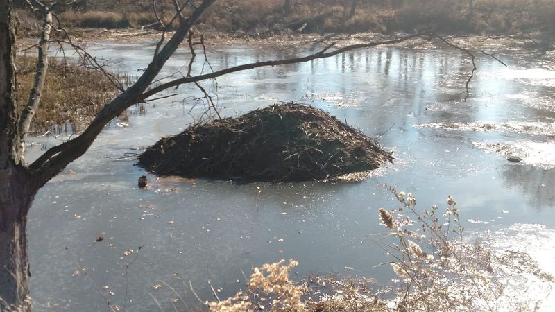 Beaver Activity and Wildlife You Did Not Expect to See