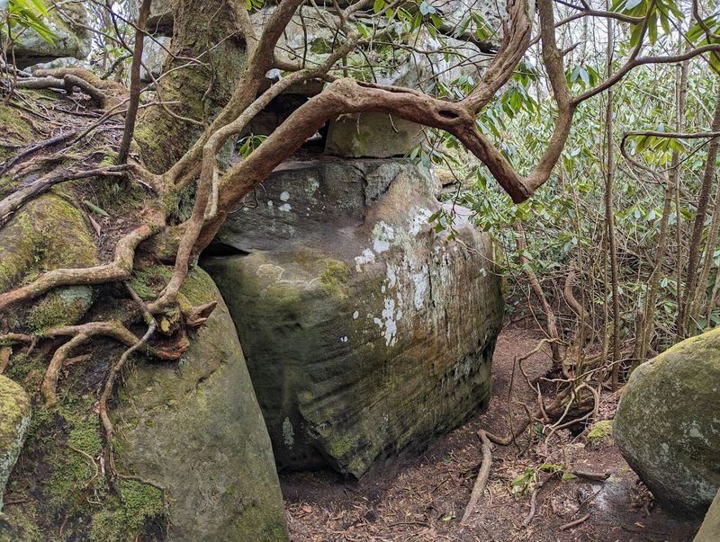 Wildlife and Flora: The Living World Around the Rock Formations