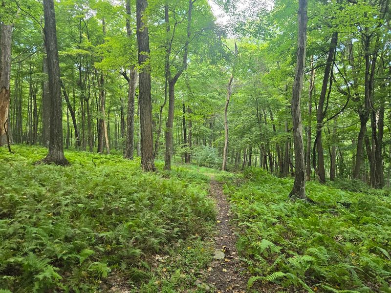 Worthington State Forest, New Jersey