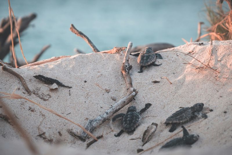 Nest Markers And Why You Must Stay Back