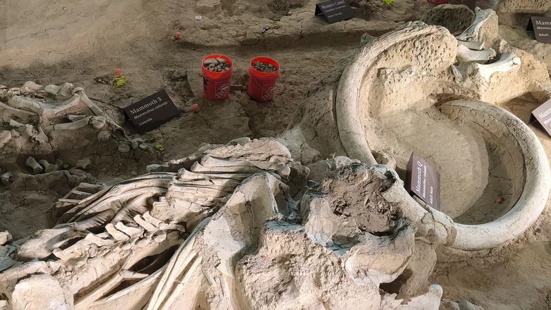 The Nursery Herd That Changed Paleontology