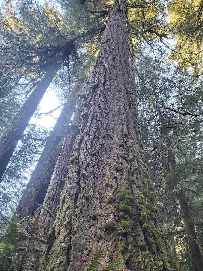 The Trail Distance and Difficulty Level