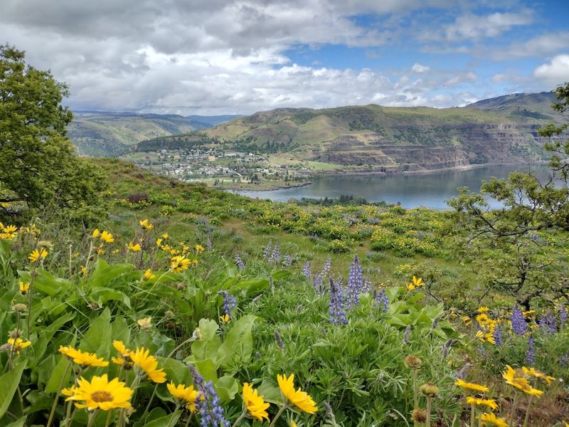 The Best Time To Visit For Peak Wildflower Bloom