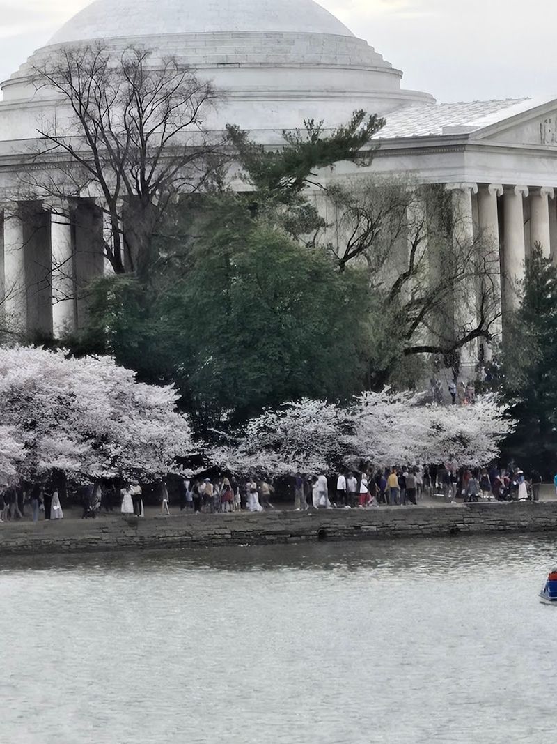 How Cherry Blossom Timing in Oregon Compares to Washington D.C.