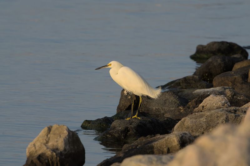 Birdwatching Along the Aransas Bay Shoreline