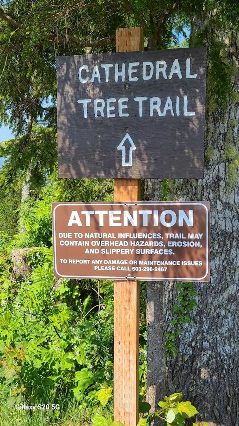 Why Cathedral Tree Trail Is Worth Your Time in Astoria