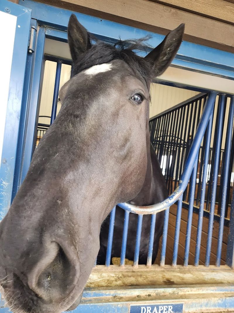 The Clydesdales Up Close