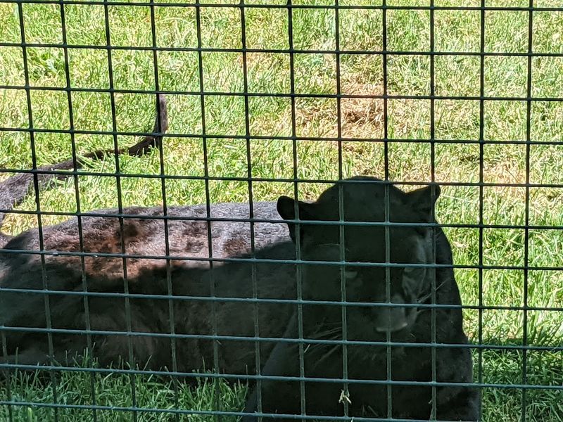 Why Great Cats World Park Stays With You Long After You Leave