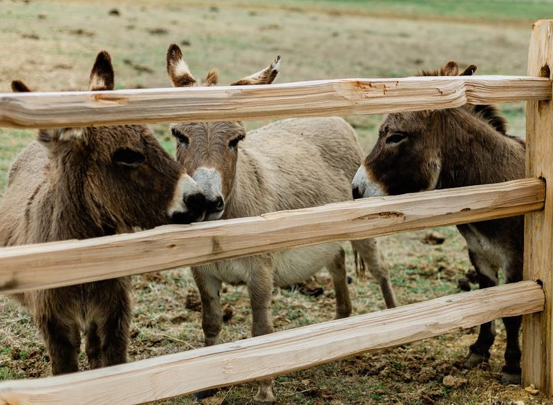 Why Blue Hills Ranch Stands Apart From Other Texas Getaways