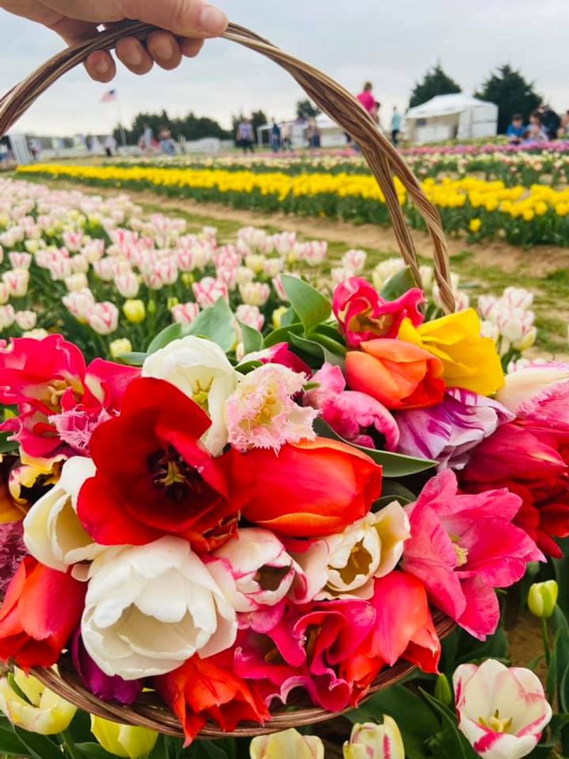 Picking Your Own Bouquet Right From the Field