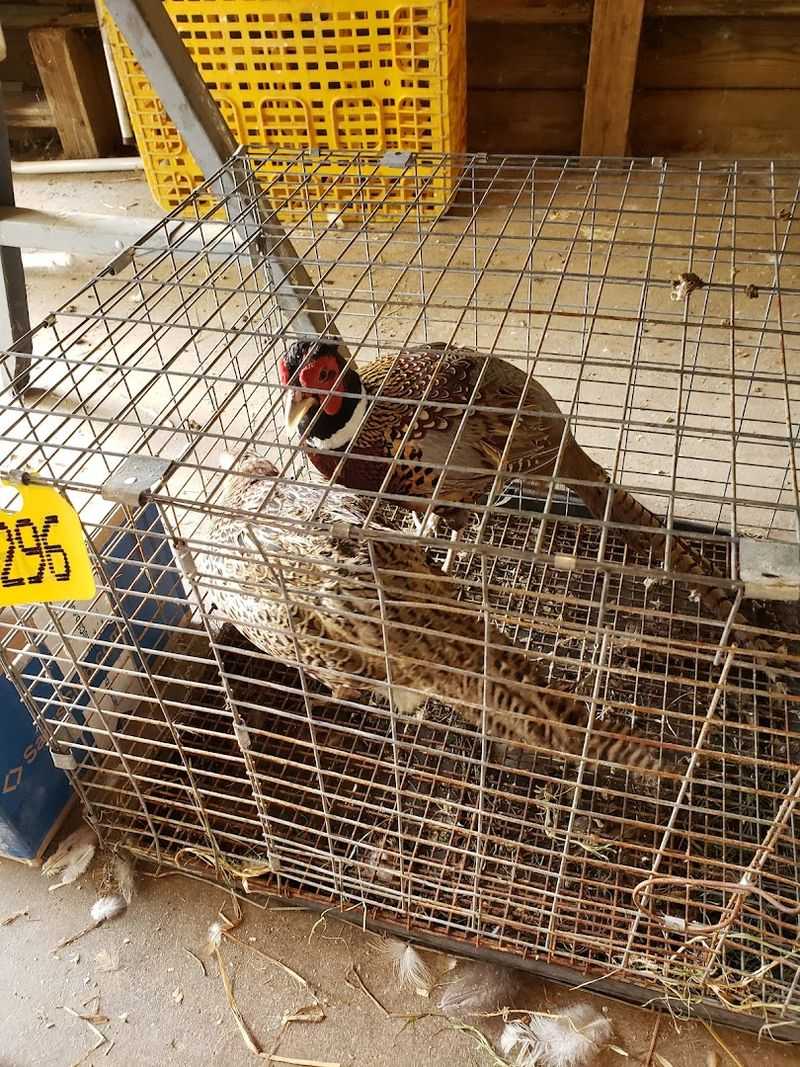 Livestock Rings And Auction Action That Pull You Right In