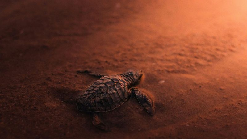 The Sea Turtle Rule That Changes Nighttime Lighting