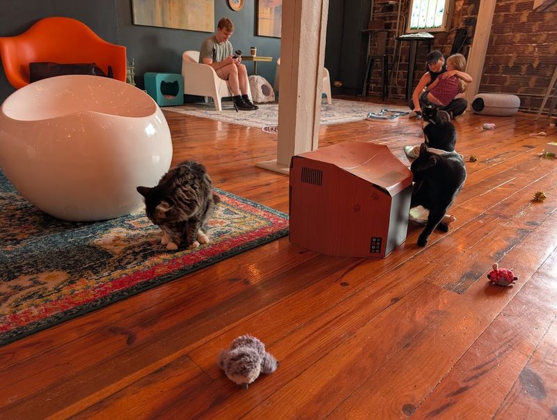 Playful Moments Happening In Every Direction