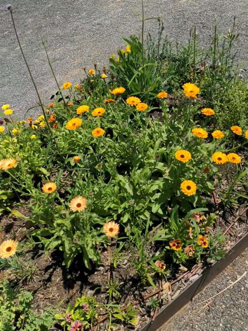 Organic Gardens And Open Space That Change The Mood