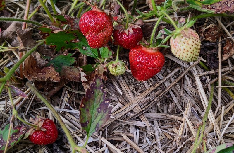 Berry Season Gives This Stop Extra Appeal