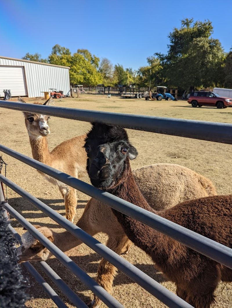 Planning Your Visit To This Newcastle Oklahoma Farm