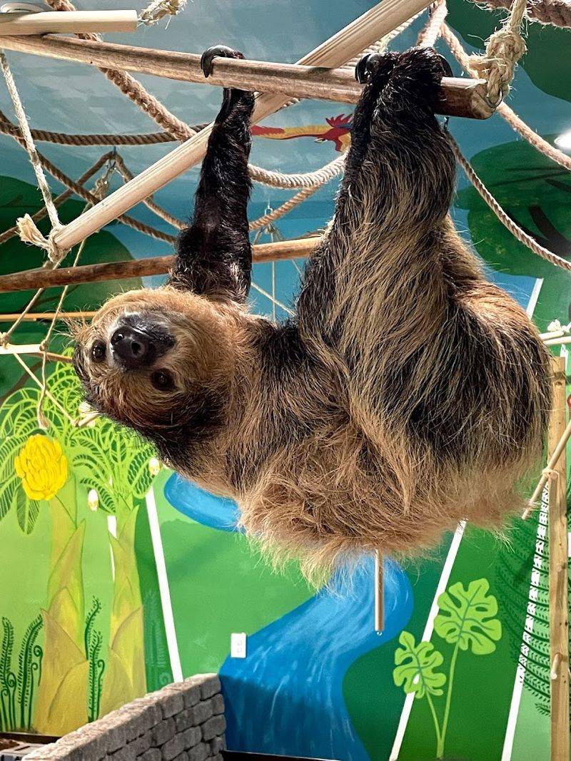 Sloths, Reptiles, And More To Meet Along The Way