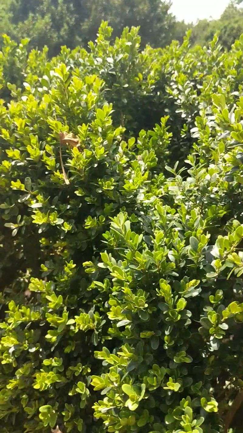 The Ecological Wonderland Beneath The Canopy