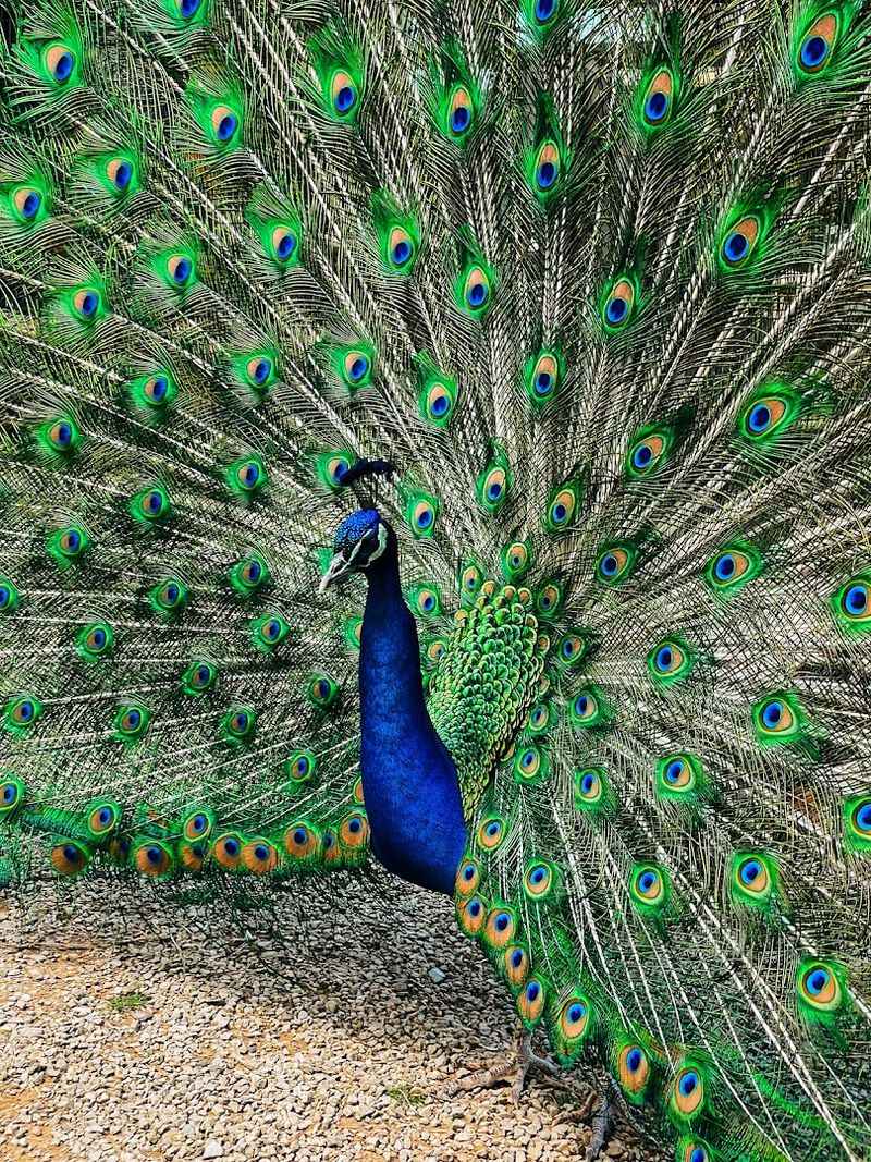 Birds, Farm Animals, And Extra Encounters That Keep It Fun