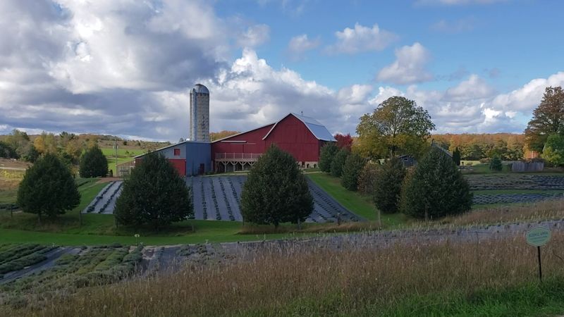 The Lavender Detour That Feels A Little Like Rural France