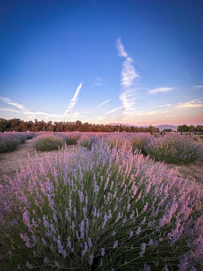 Purple Rows And Mountain Views Do A Lot Of The Work