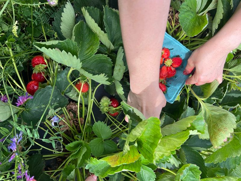 Specca Farms, New Jersey
