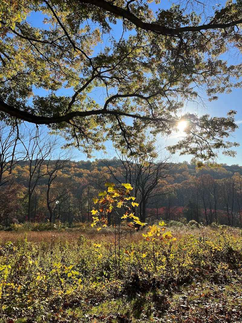 Conservation Programs, Nature Camp, and Ways to Stay Involved