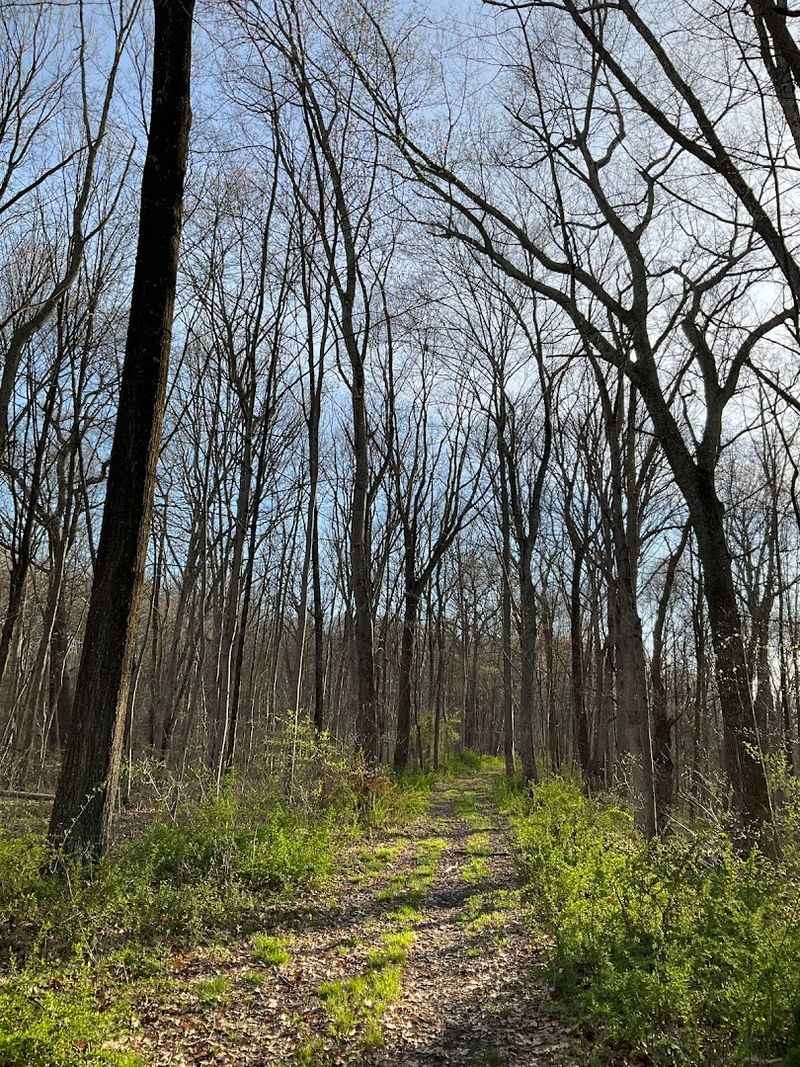 Foraging Opportunities Hidden in Plain Sight