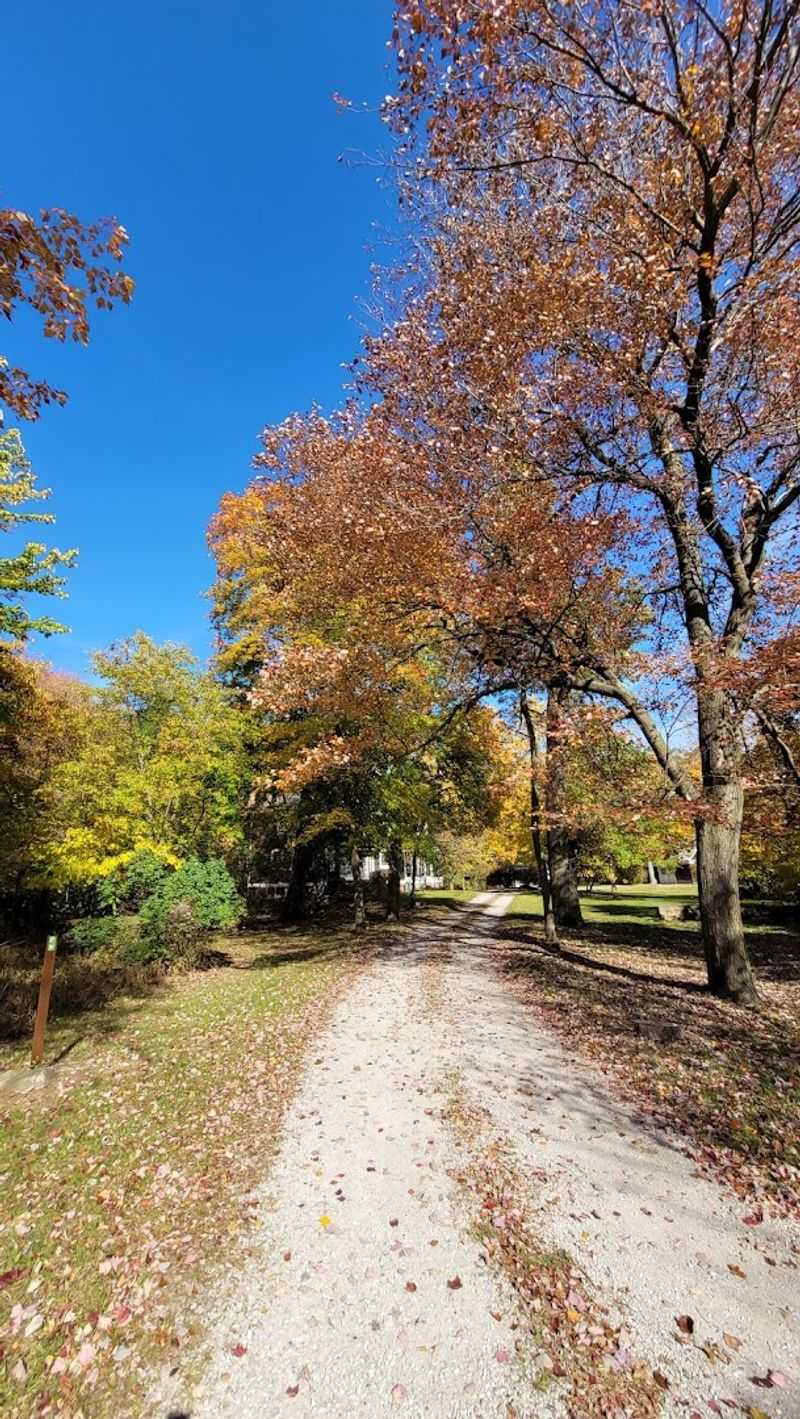 Forest Bathing Without Driving Far
