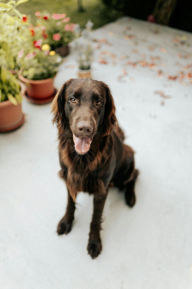 Dogs Are Welcome and the Park Embraces It