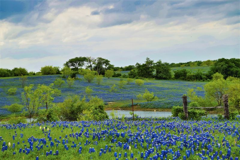 Best Time to Visit Blue Hills Ranch: Planning Around the Texas Weather