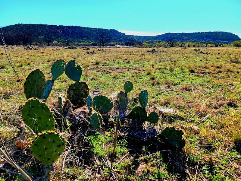 The Texas Hill Country Setting That Frames Everything